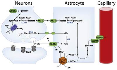 Lactate Shuttles in Neuroenergetics—Homeostasis, Allostasis and Beyond